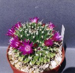 Mammillaria magnimamma